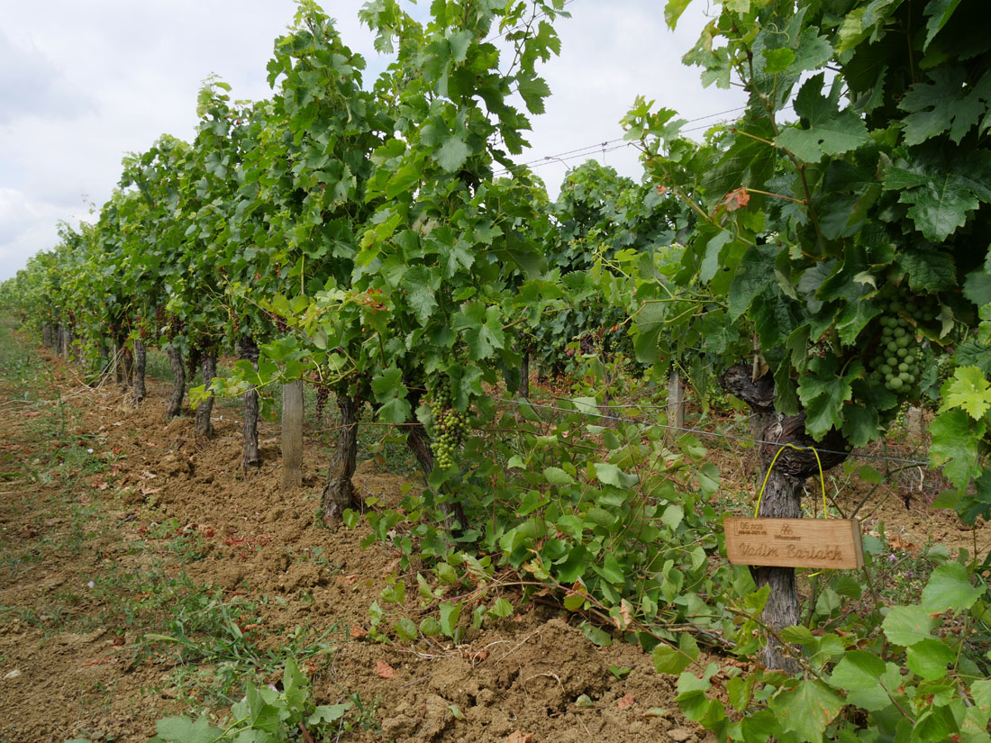 Виноградник на урожай